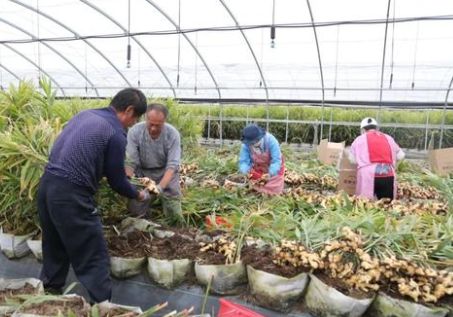 又一农产品价格飙升，亩产万斤带动农民增收，今年保守亩产值突破5万元