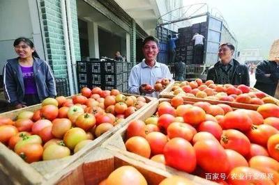 合作社如何借助新电商高效销售农产品（附实战路径）