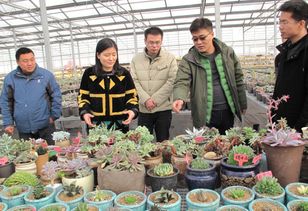 铜山茅村解农忧 人大代表搭桥，滞销果蔬变畅销