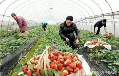 澄迈发展电商畅通产业链 助力农产品销售增效