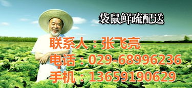 袋鼠农产品销售 咸阳蔬菜配送解决方案