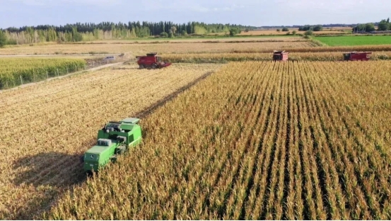 祁朋伟 乡村振兴排头兵，群众致富的领路人