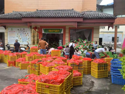 广西北流市社 助力“荔”鲜果发货，畅通销售“快车道”